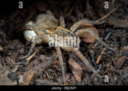 Frau wolf spider (Lycosa sp.) Mit Seide bezogene Ei Fall unter ihrem Bauch. Wenn die Jungen schlüpfen Sie wird Sie tragen auf dem Rücken. Stockfoto