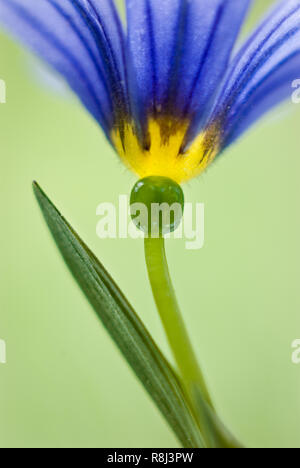 Narrow-leaf Blue-eyed Grass (Sisyrinchium angustifolium). 'Gras' im Common Name stammt von der Pflanze schmale, Gras - wie Blätter, sondern ist ein Mem Stockfoto