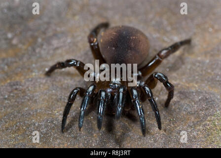 Geldbeutel Web spider (Atypus affinis) defensive dar. Was scheinen ein Fünftes Paar Beine in der vorderen werden ein paar Pedipalpenhand. Diese primitive spide Stockfoto