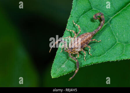 Kleine scorpion (ca. 3/4 Zoll lang) auf Blatt Spitze im Regenwald in Panama. Hinweis pinchers warten zu ergreifen, die Insekten oder andere Beute; Stachel am Schwanz Stockfoto