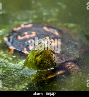 Eastern box Turtle (Terrapene Carolina Carolina) im Teich, den Kopf, Aufgewiegelt durch Algen, um seine Umgebung zu beobachten. "Schildkröten sind nicht eine aquatische Stockfoto