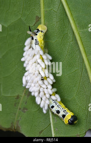 Caterpillar (Larve) Der catalpa Sphinx Moth (Ceratomia catalpae) auf Blatt der catalpa Tree (Catalpa scopoli) und bedeckt mit der coccoons eines Braconid Stockfoto