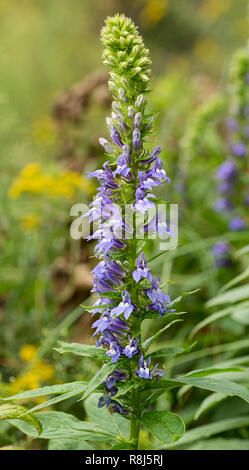 Große Blaue lobelia (Lobelia siphilitica) Pflanze in Feuchtgebieten in Central Virginia wächst. Stockfoto