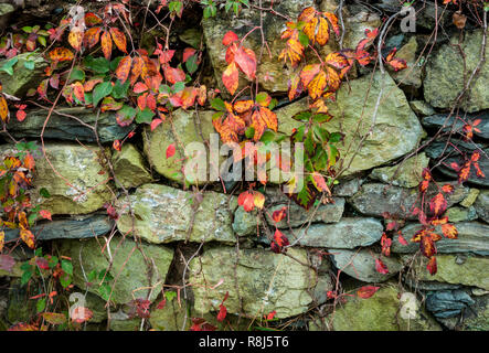 Virginia Creeper Vines auf alten Steinmauer entlang der Blue Ridge Parkway, Virginia, im Herbst. Stockfoto