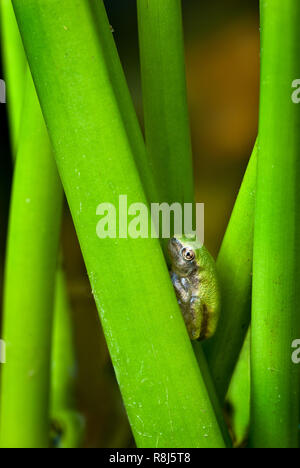 Neu verwandelt Grau treefrog (Hyla versicolor) versteckt unter den Stämmen der pickerel Unkraut (Pontederia cordata). Froglet ist etwa 1 cm in der Länge. Stockfoto