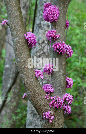 Büschel des östlichen redbud Blumen (Cercis canandensis) wachsen auf Amtsleitungen und zeigt eine ungewöhnliche botanische Eigenschaft namens cauliflory. Stockfoto