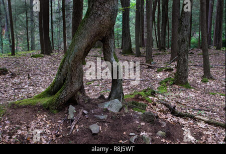 Baum, sein Wachstum auf der Oberseite der Kugel von Wurzeln, Boden begann, und Felsen von Wind - geworfen. Wurzeln von gebietsübergreifenden Baum wurde nach unten und um root Kugel als Stockfoto