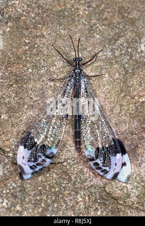 Nach der spektakulären Antlion (Glenurus gratus) ruht auf Rock Stockfoto