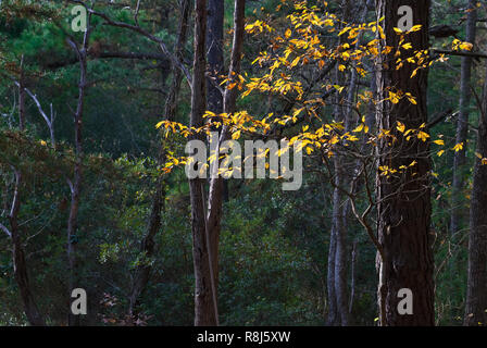 Weiß Sassafras (Sassafras albidum) mit der restlichen Blätter im Herbst gegen verschiedene Kiefern, Lorbeer und andere Gehölze in Bayside Wald von Kiptopeak Stockfoto