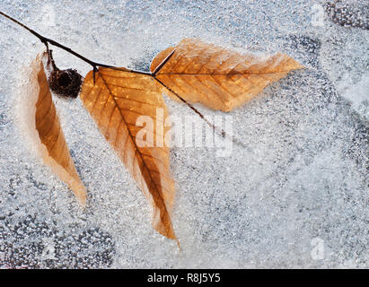 Amerikanische Buche (Fagus grandifolia) Blätter, Mutter und Zweig in Eis auf zugefrorenen Bach. Stockfoto