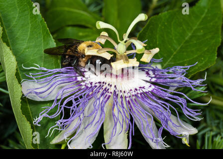 Hummel (Bombus sp.) nectaring auf North American native Passionsblume (Passiflora incarnata). Ring der Fünf horizontale Antheren sind auf Th geschoben Stockfoto