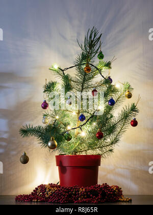 Kleine Tanne mit Boden in einem roten Topf als Weihnachtsbaum. Stockfoto