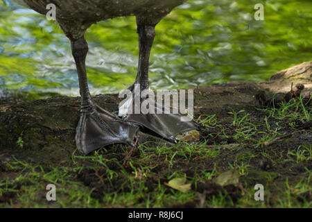 In der Nähe des Fußes einer Kanadagans (Branta canadensis) auf einer Wiese. Stockfoto