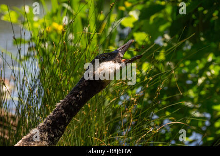 Nahaufnahme der Kopf einer Kanadagans (Branta canadensis). Stockfoto