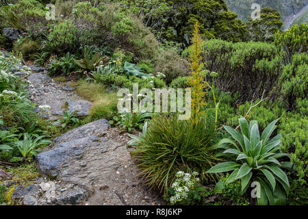 Wildblumen entlang der Milford Track wie die mckinnon Pass im Fjordland National Park auf der Südinsel von Neuseeland aufsteigt. Große gelbe Spitze in fo Stockfoto