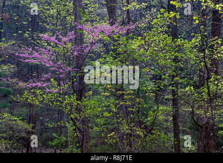 Blühende östlichen redbud Baum (Cercis canadensis) unter den neu entstehenden Blätter verschiedener Harthölzer in Laubwald in Ragged Mountain Natural Area Stockfoto