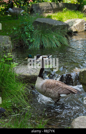 Nahaufnahme einer Kanadagans (Branta canadensis) ona, grünen Wiese. Stockfoto
