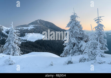 Winterlandschaft in den Bergen. Tanne Bäume und Wald auf der Piste. Morgen in der Dämmerung vor der Morgendämmerung. Karpaten, Ukraine, Europa Stockfoto