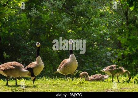 Blick auf junge Kanadagänse (Branta canadensis) mit jungen Küken auf der grünen Wiese. Stockfoto