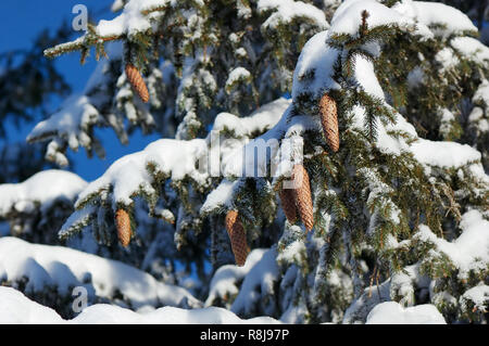 Zweige mit Zapfen unter dem Schnee im Winter Stockfoto