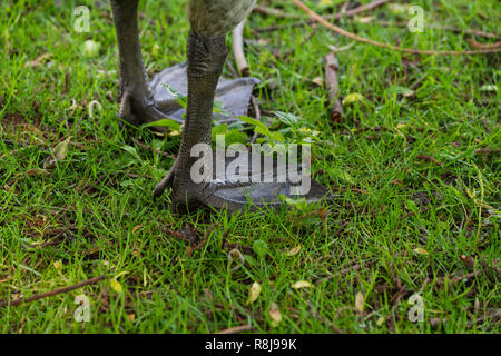 In der Nähe des Fußes einer Kanadagans (Branta canadensis) auf einer Wiese. Stockfoto