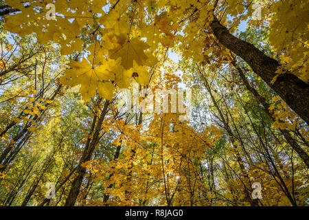 Ansicht von unten auf die Wipfel der Bäume in den Wald. Herrliche morgen Szene in der bunten Wälder. Schönheit der Natur Konzept Hintergrund. Stockfoto