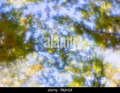 Ansicht von unten auf die Wipfel der Bäume in den Wald. Herrliche morgen Szene in der bunten Wälder. Schönheit der Natur Konzept Hintergrund. Stockfoto