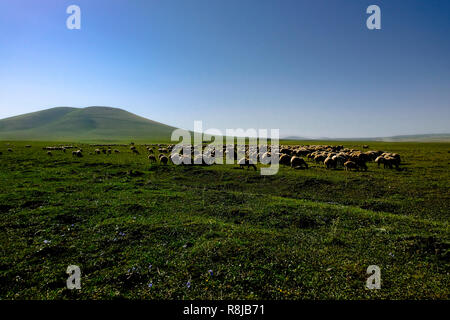 Schafe grasen auf einer Wiese Stockfoto