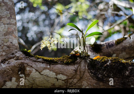 Orchideen auf Bäume Stockfoto