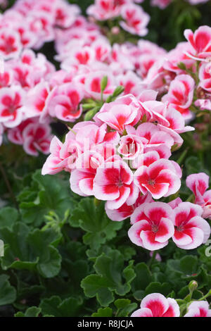 Pelargonium'S smokey Eye weißen Blumen. Stockfoto