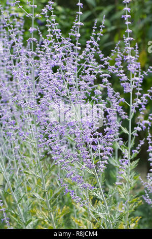 Perovskia 'Blue Spire' Blumen. Stockfoto