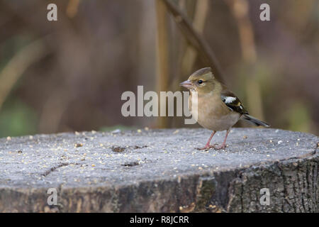 Buchfink (Fringilla coelebs) weibliche Vogel im Winter Gefieder auf Baumstumpf in Saatgut Futterstelle. Höhepunkt Krone mit weißen Schulter und Flügel Markierungen. Stockfoto