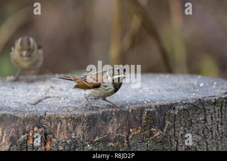 Rohrammer (Emberiza schoeniclus) großer Kopf, weißen äußeren Schwanzfedern Bauchspeck Braun Winter Gefieder. White Collar schwarzen Kopf und Hals. Auf Baumstumpf. Stockfoto