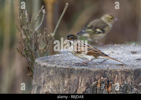 Rohrammer (Emberiza schoeniclus) großer Kopf, weißen äußeren Schwanzfedern Bauchspeck Braun Winter Gefieder. White Collar schwarzen Kopf und Hals. Auf Baumstumpf. Stockfoto