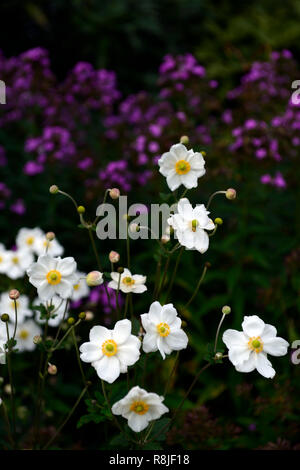 Anemone hybrida honorine Jobert, weiß, Blume, Blumen, Blüte, mehrjährig, Spätsommer, Frühherbst, RM Floral Stockfoto