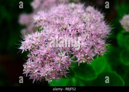 Hylotelephium spectabile brillant, Sedum spectabile Brillant, sedums, Fetthenne, Rosa, Blume, Blumen, Blüte, RM Floral Stockfoto