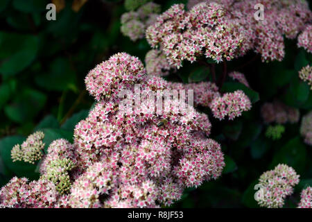 Hylotelephium telephium Matrona, Sedum telephium Matrona, sedums, Fetthenne, Rosa, Blume, Blumen, Blüte, RM Floral Stockfoto