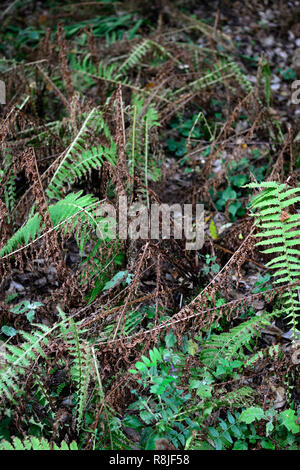 Matteuccia struthiopteris, Federball Farn, Ostrich fern, Farne, Wedel, zurück sterben, sterben, Braun, Browning, Seneszenz, Herbst, Winter, RM Floral Stockfoto