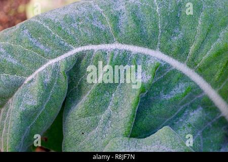 Winkelflügel (Senecio Candidans). Cruickshank Botanic Garden, Aberdeen, Schottland, Großbritannien. Stockfoto