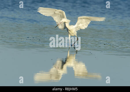 In der Nähe von Bedroht rötliche Reiher White Morph (Egretta rufescens) zeigt Vordach Jagd und schweben Fressverhalten Stockfoto