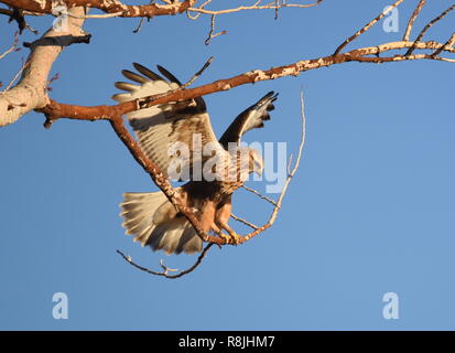 Eine grobe legged Hawk landet auf eine Filiale im Seedskadee National Wildlife Refuge 15. November in Sweetwater County, Wyoming 2018. Die grobe legged Hawk overwinters in Wyoming und ist gut an den rauen eisigen Wetter angepasst. Stockfoto