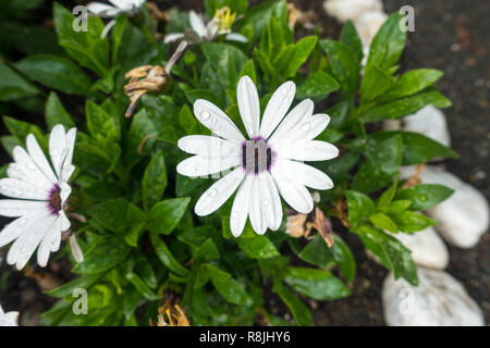 Osteospermum, oder Kapkörbchen weißen Blütenblättern glatt und flach mit lila Center Stockfoto