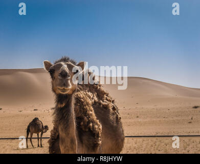 Zwei Kamele in der Wüste Sahara, Algerien Stockfoto