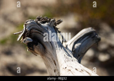 Ein großes Stück Treibholz am Strand von Wasserkocher Cove in Cape Elizabeth, Maine. Stockfoto