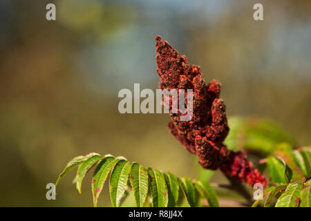 Staghorn sumac (Rhus typhina) im Herbst, entlang der Förde in Scarborough, Maine. Stockfoto