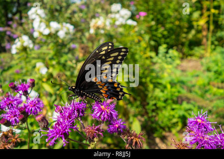 Aster der Gattung der blühenden Pflanzen mit Schwalbenschwanz (Papilio polyxenes) Schmetterling Stockfoto