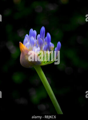 Nahaufnahme eines Agapanthus Blütenknospe in Afrika. Stockfoto