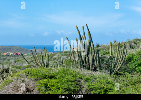 Aruba Landschaft - Stenocereus griseus Cactus Bush - einen Native Aruban Pflanze bei Sonnenuntergang-aka säulig Kakteen - Aruba Wüstenlandschaft und Karibischen Ozean Stockfoto