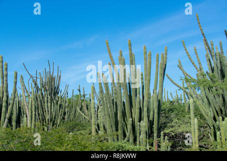 Aruba Landschaft - Stenocereus griseus Cactus Bush - einen Native Aruban Pflanze bei Sonnenuntergang-aka säulig Kakteen - Aruba Wüstenlandschaft und Karibischen Ozean Stockfoto