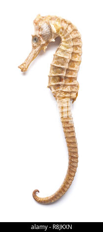 Eine getrocknete Seepferdchen, Hippocampus-Arten, in einem Netz